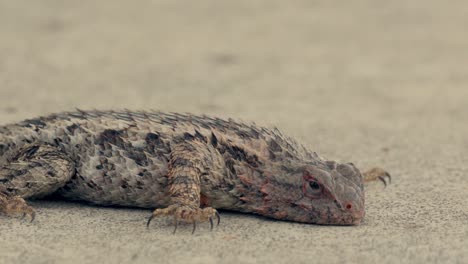 Un-Lagarto-Espinoso-Mexicano-Tomando-Un-Baño-De-Sol