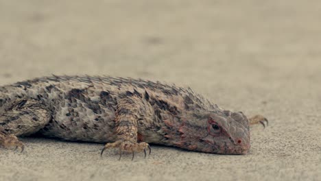 un lagarto espinoso mexicano tomando un baño de sol