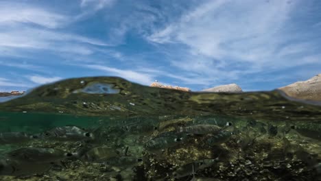 split half underwater view of school of bream fish swimming in crystalline clear sea shallow water in corsica, france