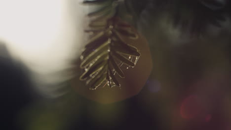 Macro-shot-of-redwood-tree-needles-with-lens-flare