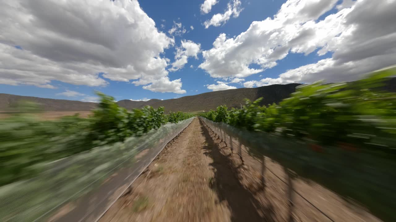 FPV DRONE SHOT OF VINEYARDS IN PARRAS COAHUILA IN THE MIDDLE OF THE MEXICAN DESERT