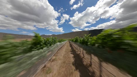 FPV DRONE SHOT OF VINEYARDS IN PARRAS COAHUILA IN THE MIDDLE OF THE MEXICAN DESERT