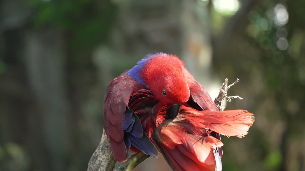 hembra de pájaro eclectus de las molucas arreglando o arreglando las plumas de la cola en una rama de árbol - primer plano