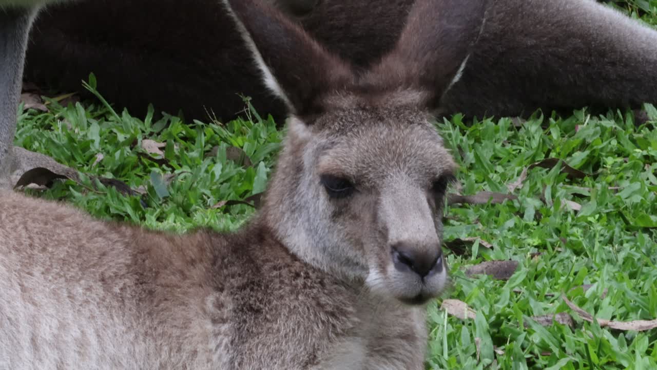 un canguro se relaja tranquilamente en un campo cubierto de hierba.