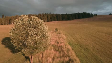 Aerial-footage-from-an-action-camera-flying-low-above-a-dry-grass-covered-meadow-approaching-a-herd-of-cows-grazing