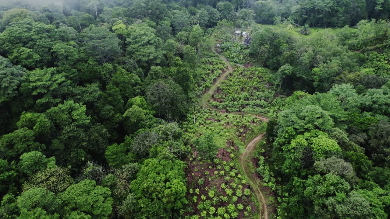 toma aérea sobre una plantación rural rodeada por un denso bosque con niebla