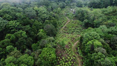 Toma-Aérea-Sobre-Una-Plantación-Rural-Rodeada-Por-Un-Denso-Bosque-Con-Niebla