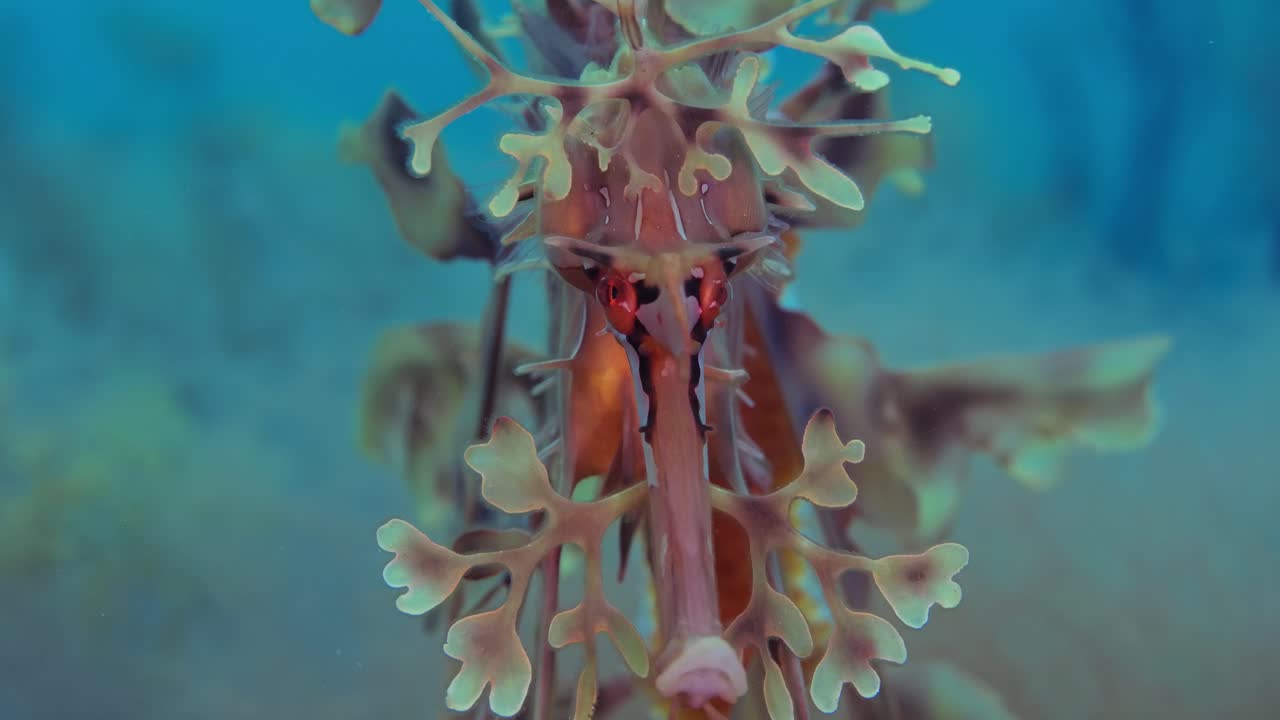 알을 가진 잎이 많은 바다 용 4k 슬로우 모션 사우스 오스트레일리아