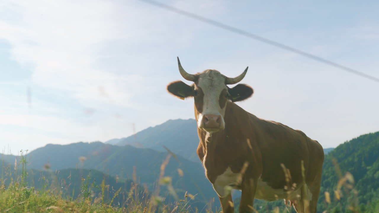 Cow in a Mountain Pasture
