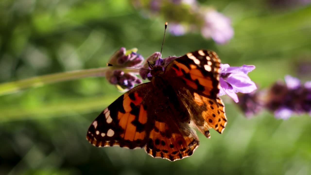 una mariposa se sienta en un poco de lavanda