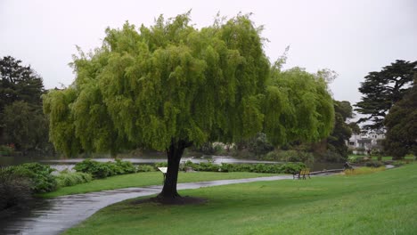 Bäume-Und-Natur-Im-Park