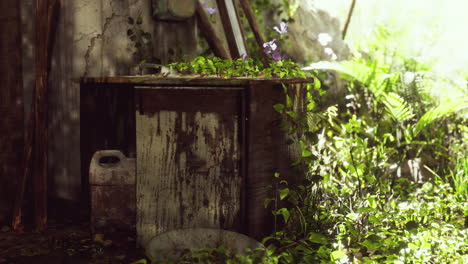 ruined abandoned overgrown by plants interior