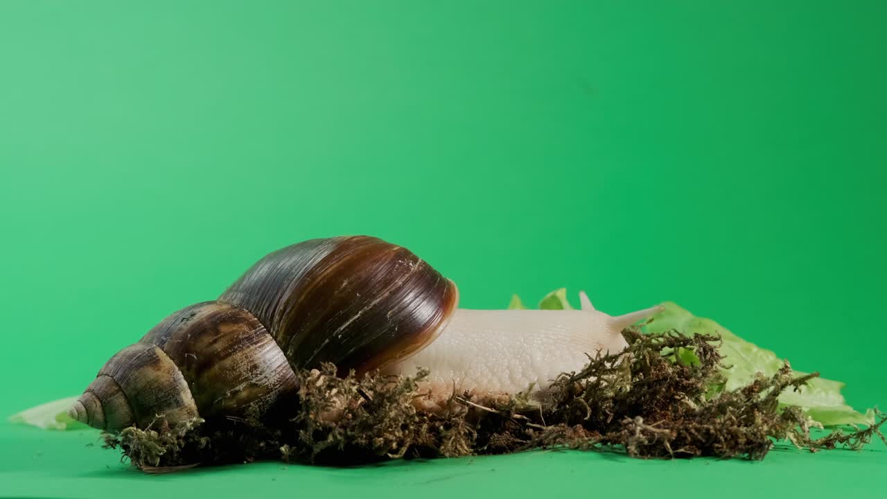Ampio filmato di una lumaca che striscia su schermo verde isolato con chroma key. Slow motion