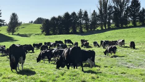herd of dairy cows grazing in lush pastures on rolling hills