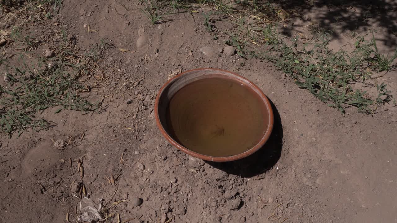 A clay bowl filled with water in the middle of the scene. Around it, there is a lot of dirt and a little grass