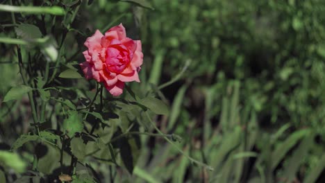 static shot of a pink rose in the garden