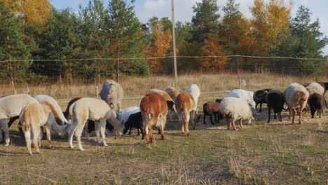 animals grazing in a pasture