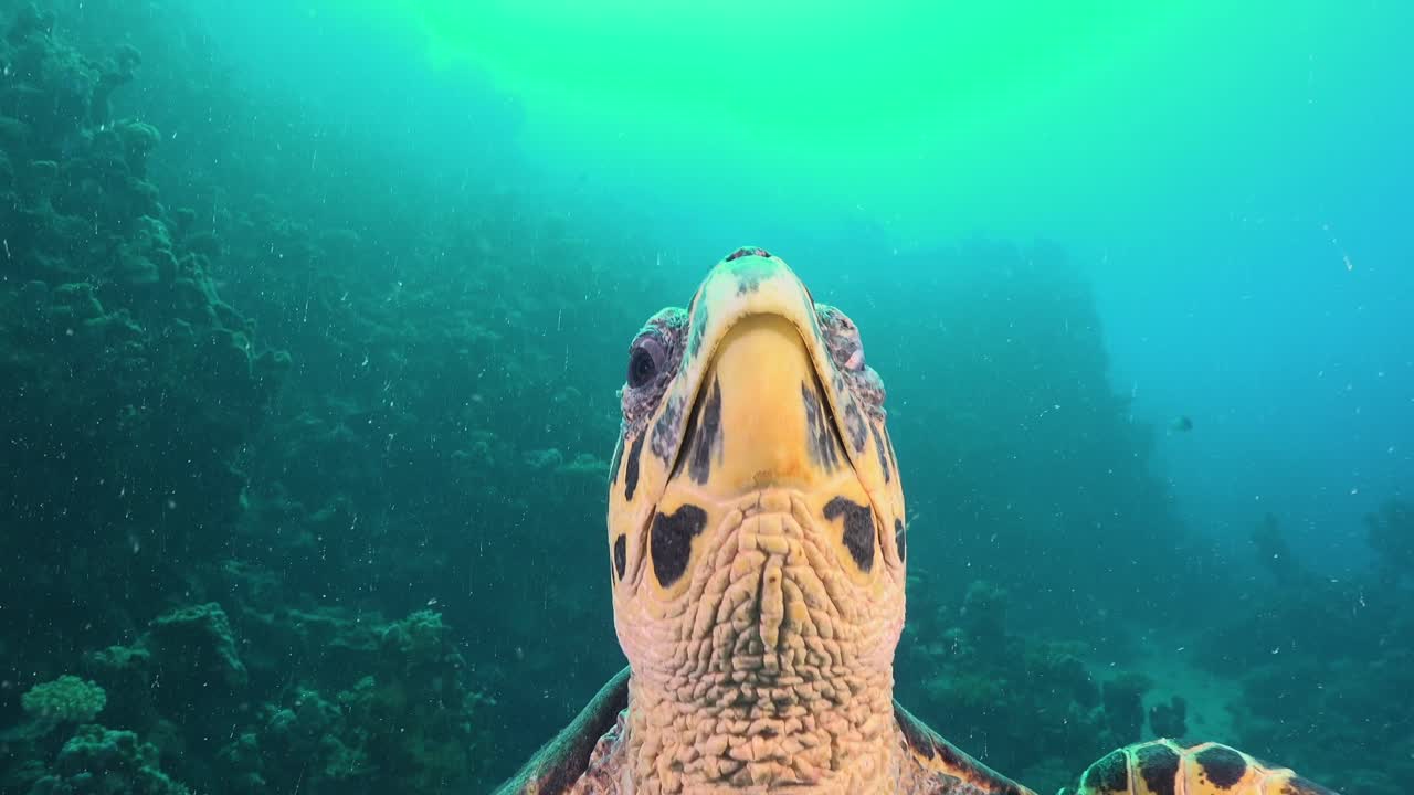 Premium Stock Video - Hawksbill Turtle Super Close Up Biting In Camera Port