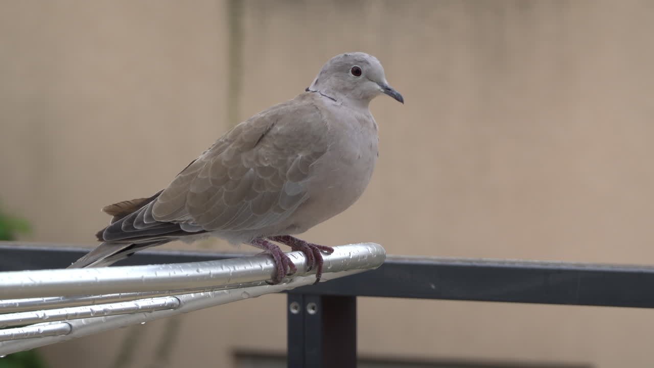 Close up of a dove sitting on a clothing drying rack outside