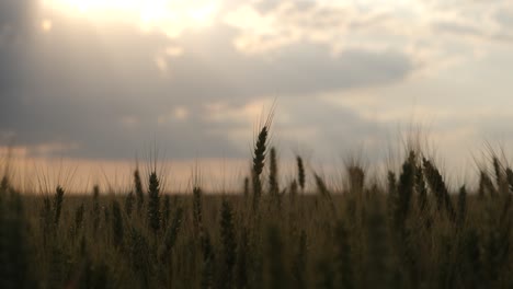 Campo-De-Trigo-Cielo-Pan-Lento