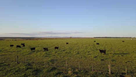 low aerial shot passing over a group of black cows in a green rural field