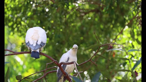 two pigeons perched in a lush tree