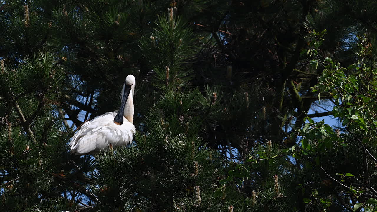 взрослая особь колпицы в гнездовом оперении, прихорашивается, на сосне