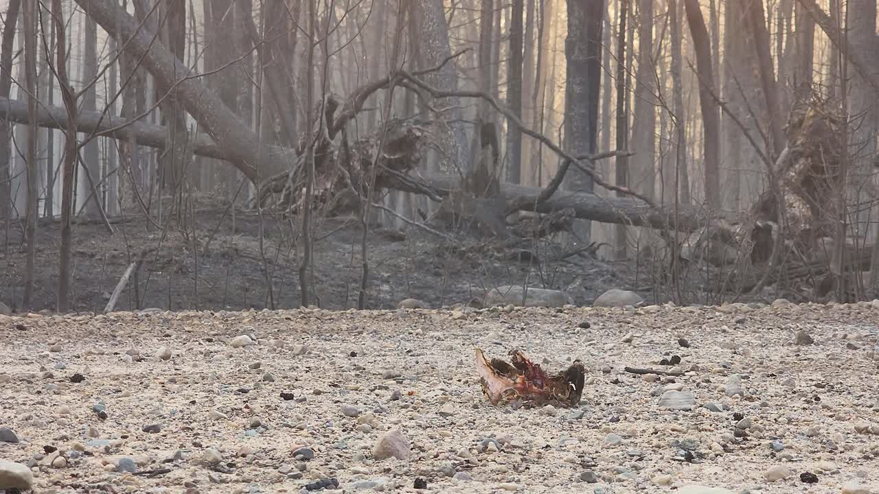 el humo que flota de los árboles quemados después del incendio forestal de canadá, kirkland lake, ontario, 6-10-2023