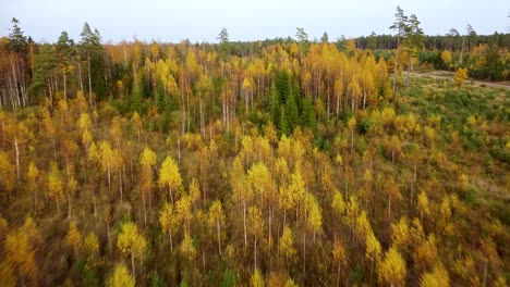 beautiful aerial footage, flying over colorful autumn forest with yellow birches and firs, wide angle drone shot moving forward