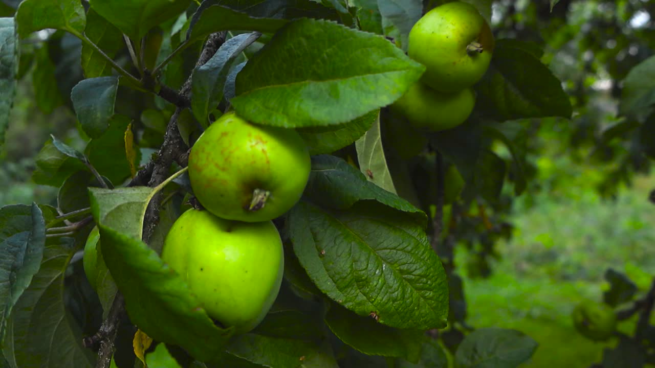 Close up view gliding over raw green and ripe tasty and delicious apples on a leafy green apple tree branch during a cloudy day in a garden with bokeh blurry background. leaf veins textures visible