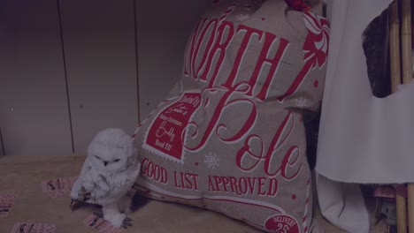 santa claus bag and a white owl in schilliger in gland in canton of vaud switzerland