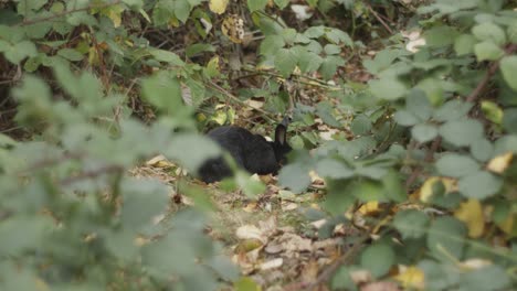 Schwarzes-Hasenkaninchen,-Das-Seinen-Kopf-Hinter-Blättern-Frisst-Und-Hebt