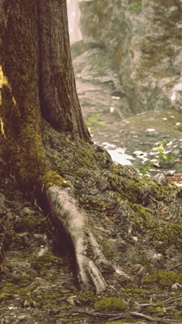 close-up of a moss-covered tree trunk and roots in a forest