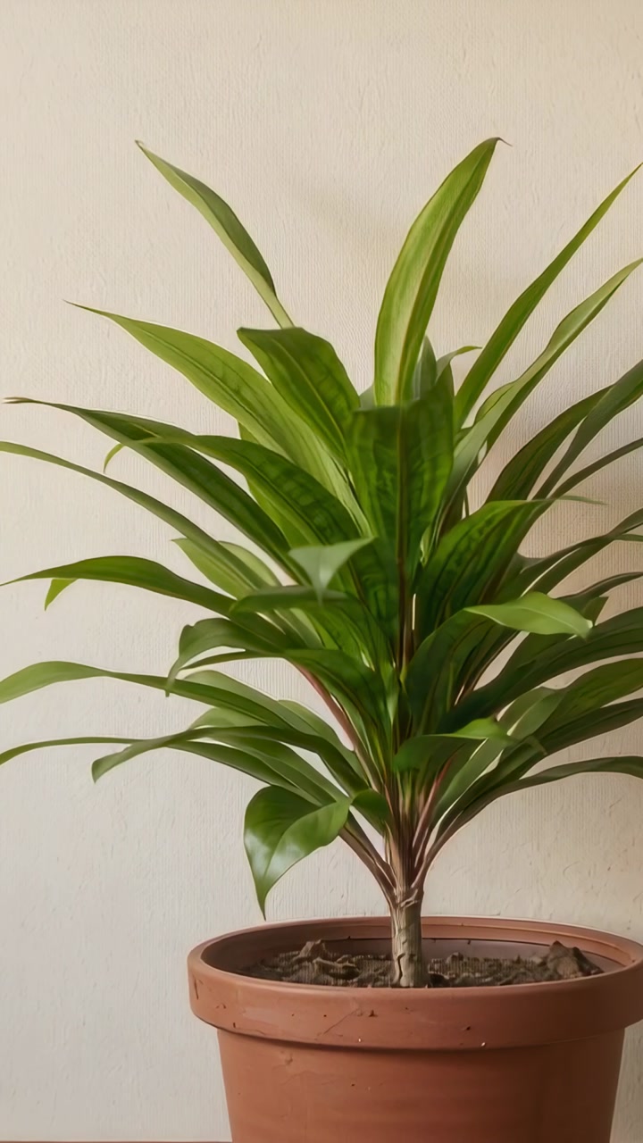 Vertical video: Recording potted green plant showing leaf shifts at room wall, with terracotta pot