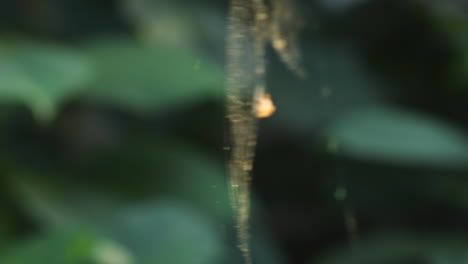 medium close-up of spider on a web waving in the wind