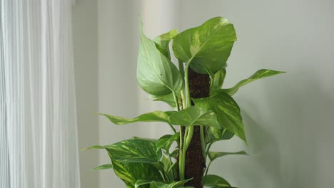 indoor pothos plant by the window