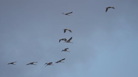 a migrating flock of storks cuts through the sky, flying in formation as they navigate cloudy weather.