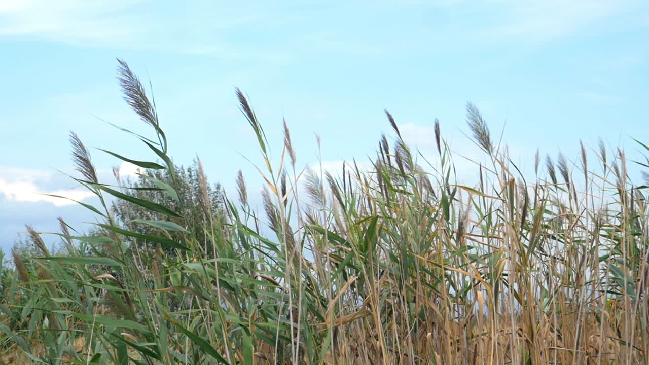las cañas balanceándose en el viento