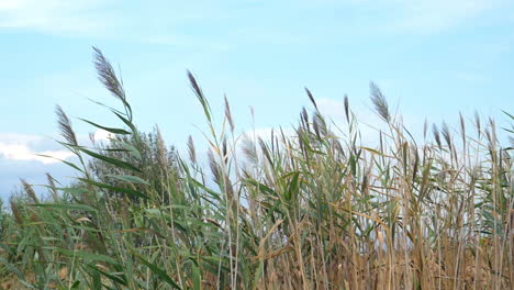 Schilf-Wiegt-Sich-Im-Wind