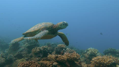 close up of a big green sea turtle calmly swimming at a cleaning station in the turqoise blue ocean