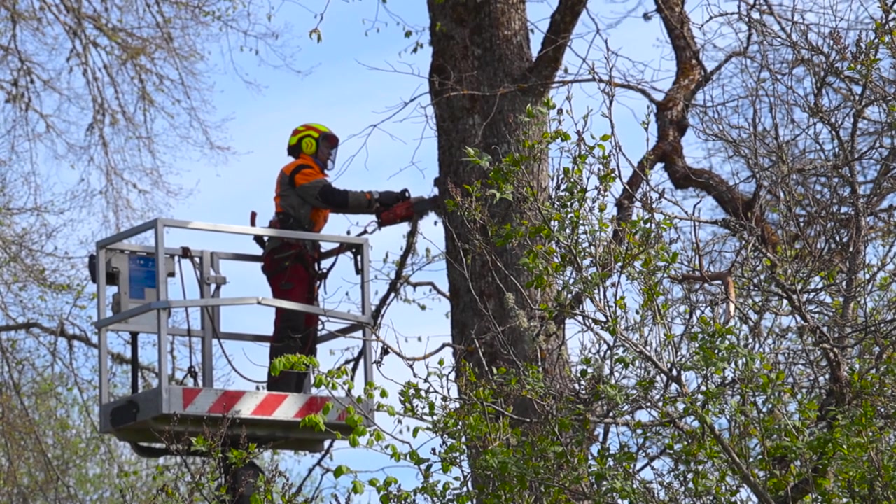 Professional arborist with safety gear using a chainsaw to prune a large tree from an aerial work platform. Tree care and maintenance