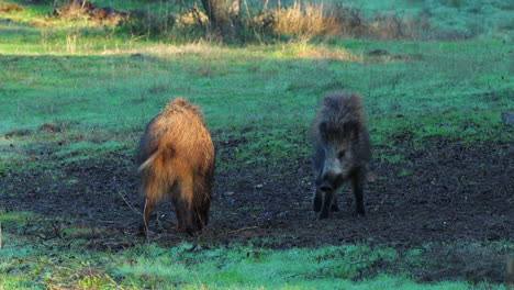 Zwei-Wildschweine-Fressen-Und-Spielen-Dann-Im-Morgenlicht-Kämpfend