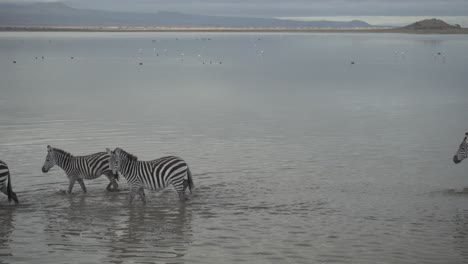 zebras walking in a liken amboseli national park, kenya, africa
