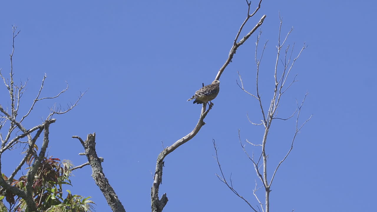 2 halcones, compartiendo brevemente la copa de un árbol