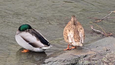 Zwei-Enten-Auf-Dem-Fluss-Im-Menden-Sauerland