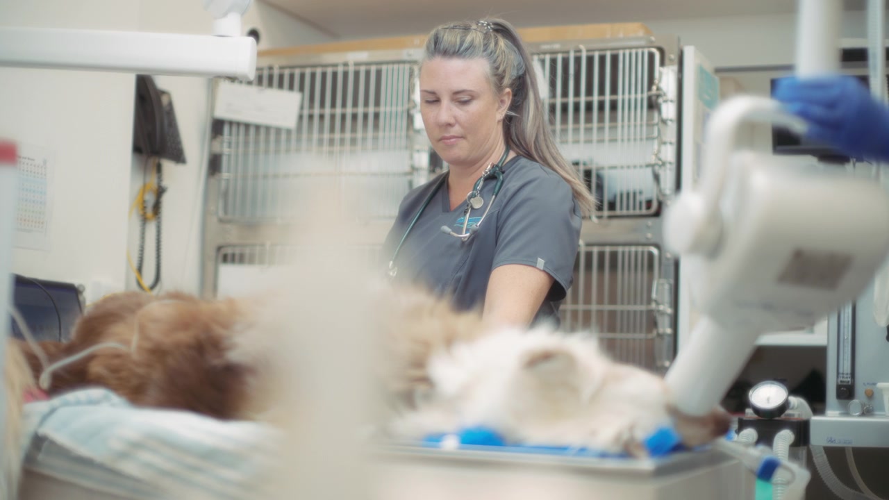 Cane e veterinari durante un intervento chirurgico
