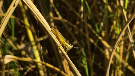 majestic grasshopper insect on paddy rice plant, close up view