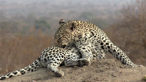 vista cercana del leopardo solitario tumbado en la arena y acicalándose con la lengua.