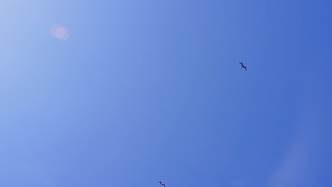 Tropical Caribbean Seabirds Flying High Above With Clear Blue Sky In The Background. 120fps Slow Motion.