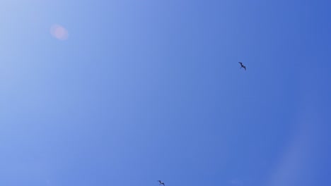 tropical caribbean seabirds flying high above with clear blue sky in the background. 120fps slow motion.